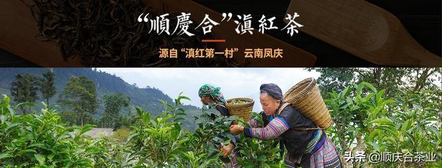 铁观音功效与饮茶禁忌（这些影响健康的喝茶禁忌）