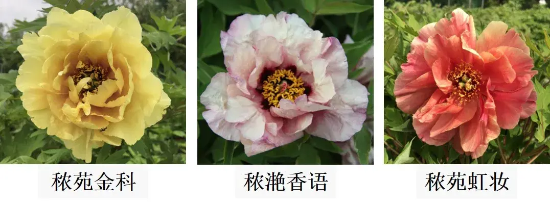 百花之王是哪一种花（有花中之王称号的“人间富贵花”，你喜欢吗？）