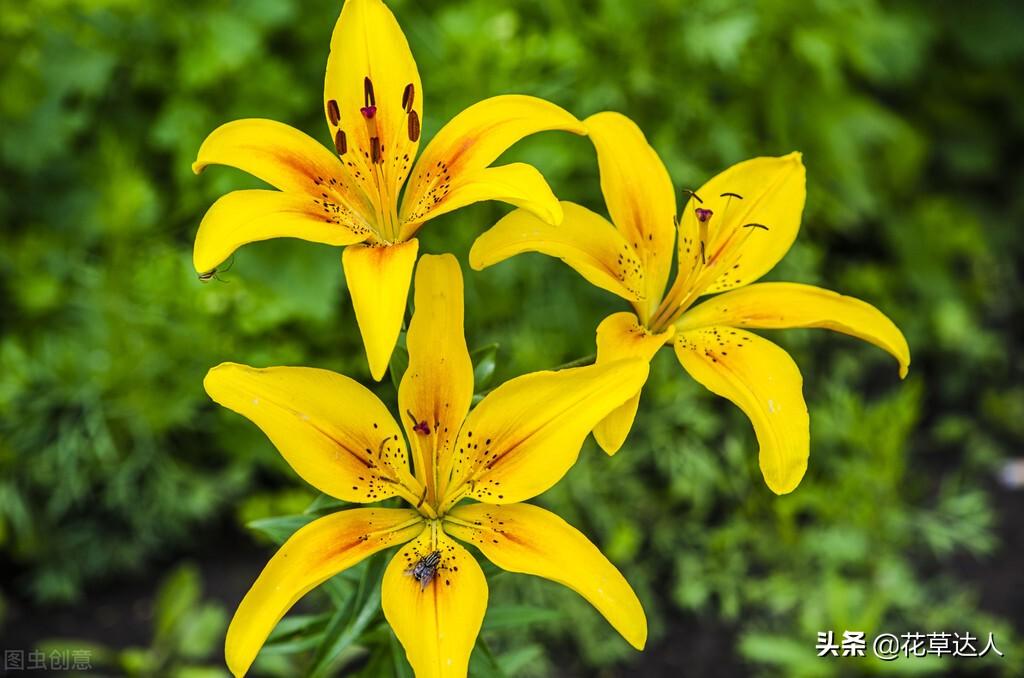 百合花一年开几次花花期多少（百合花什么时候开花 ）