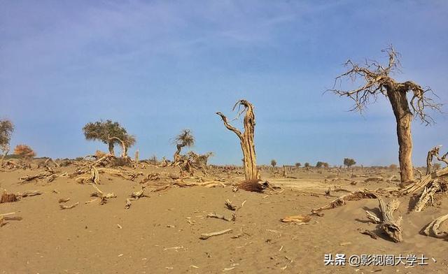 花椒无痕迹把大树弄死（树木用什么可以让它枯死？）