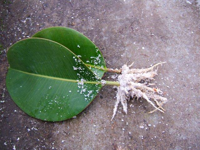 橡皮树怎么繁殖快（橡皮树的扦插技巧）