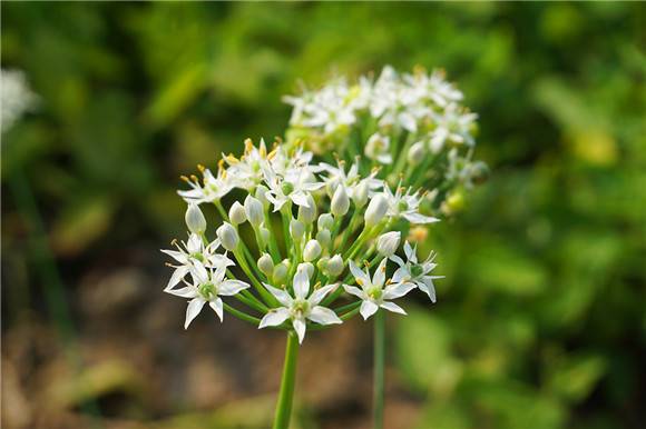 韭菜属于哪个科类植物 ？ 韭菜开花见过吗？